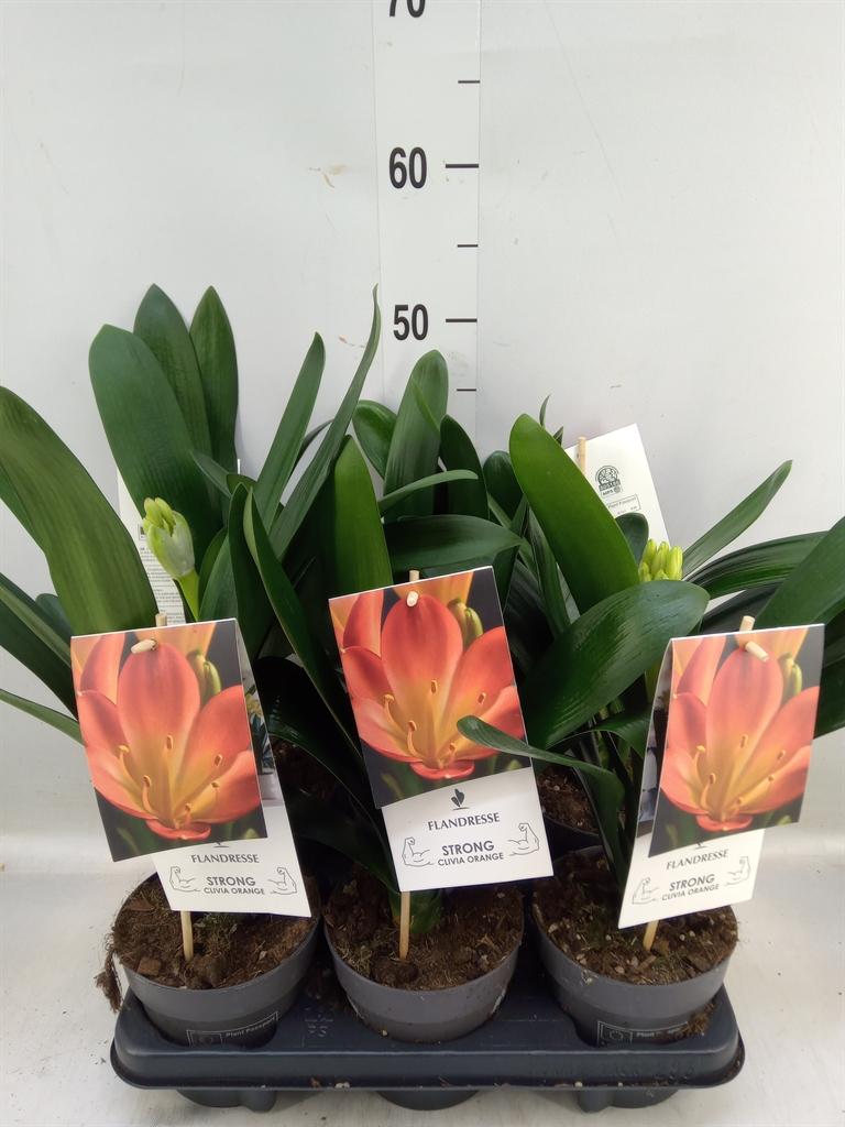 Горшечные цветы и растения оптом Clivia Miniata от 6шт из Голландии с доставкой по России