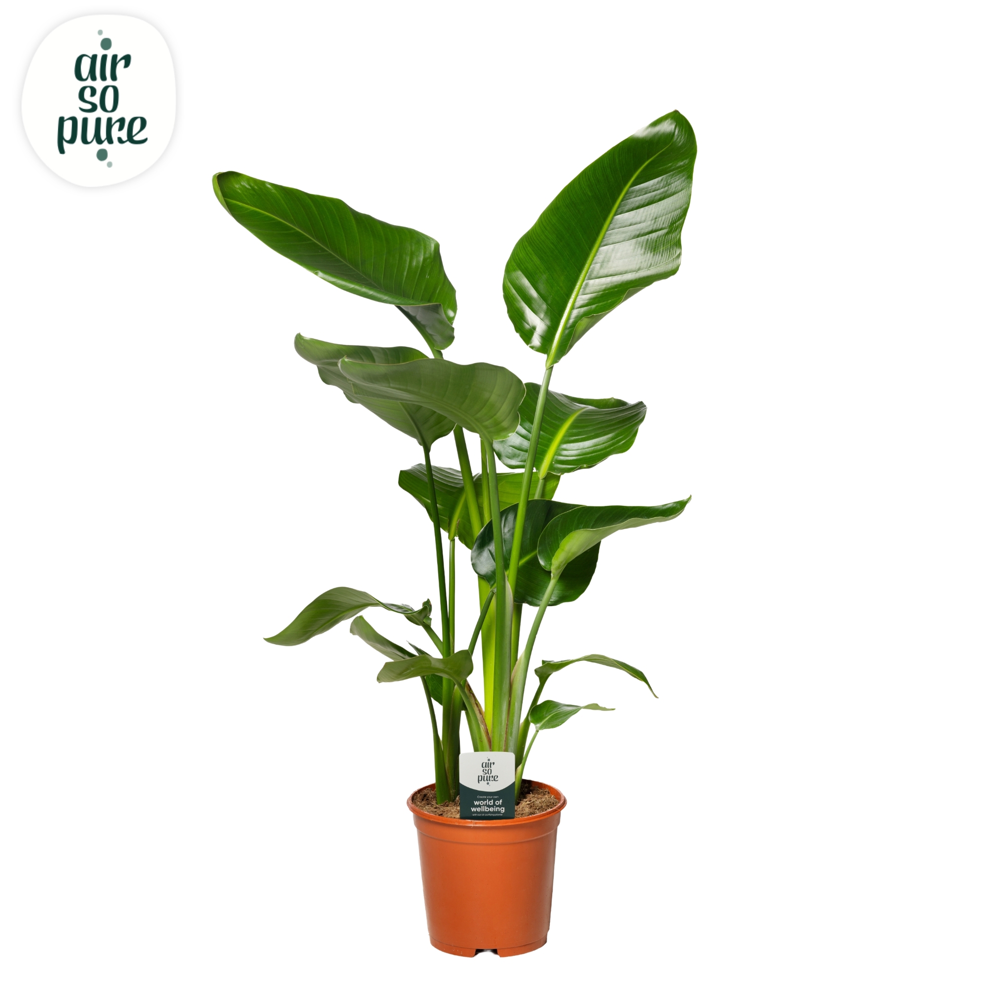 Горшечные цветы и растения оптом Strelitzia Nicolai (air So Pure) от 1шт из Голландии с доставкой по России