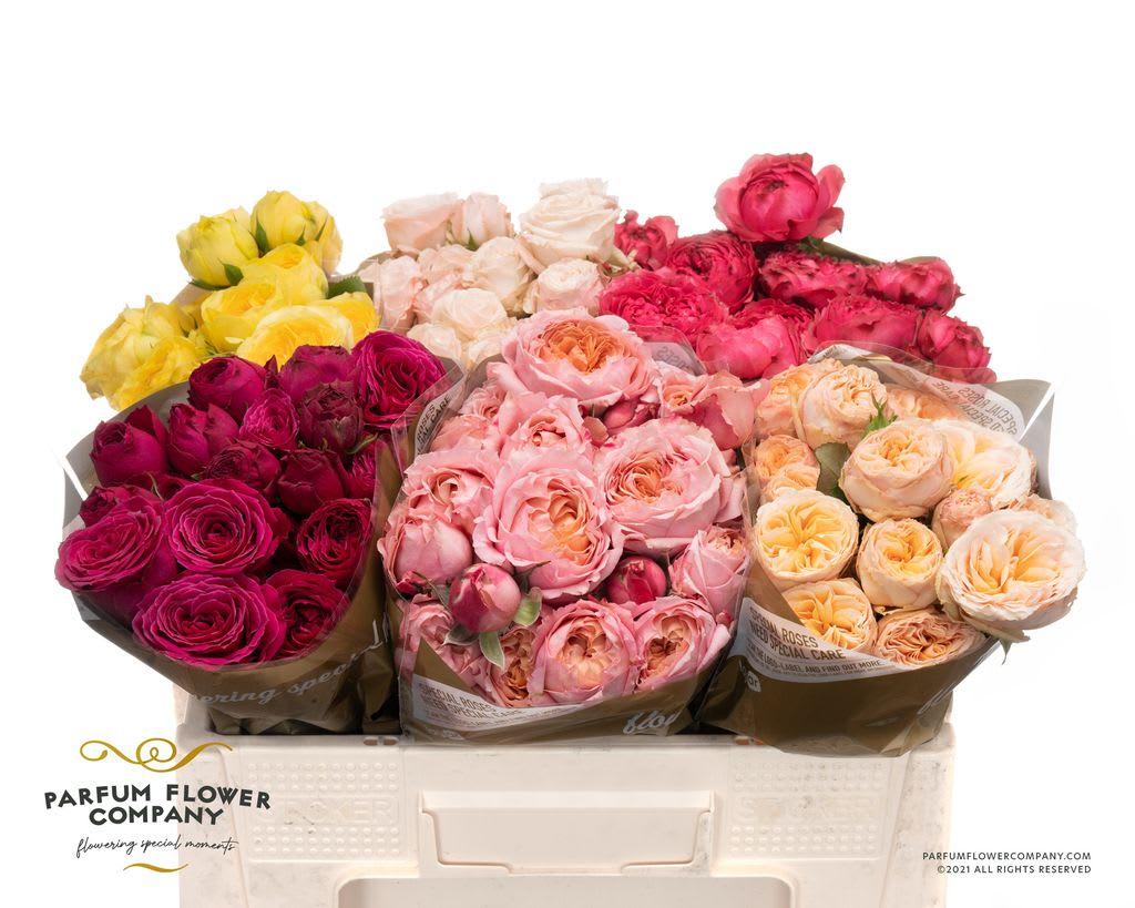 Срезанные цветы оптом Rosa spray garden mix in bucket от 36шт из Голландии с доставкой по России
