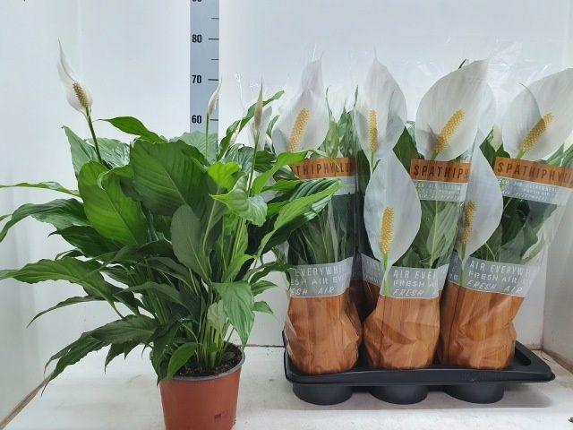 Горшечные цветы и растения оптом Spath Sweet Chico от 6шт из Голландии с доставкой по России