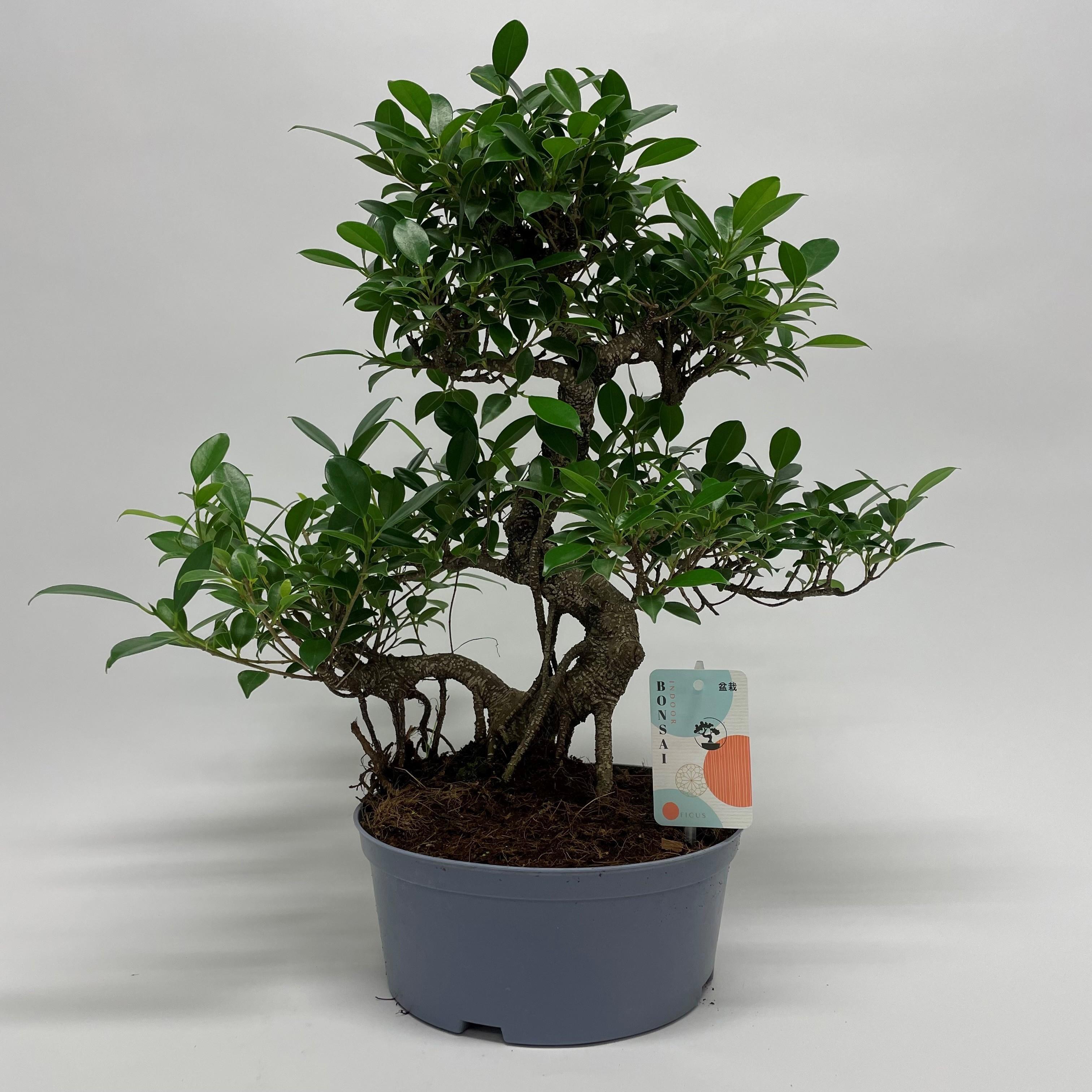 Горшечные цветы и растения оптом Ficus Retusa S-shape Bonsai от 2шт из Голландии с доставкой по России