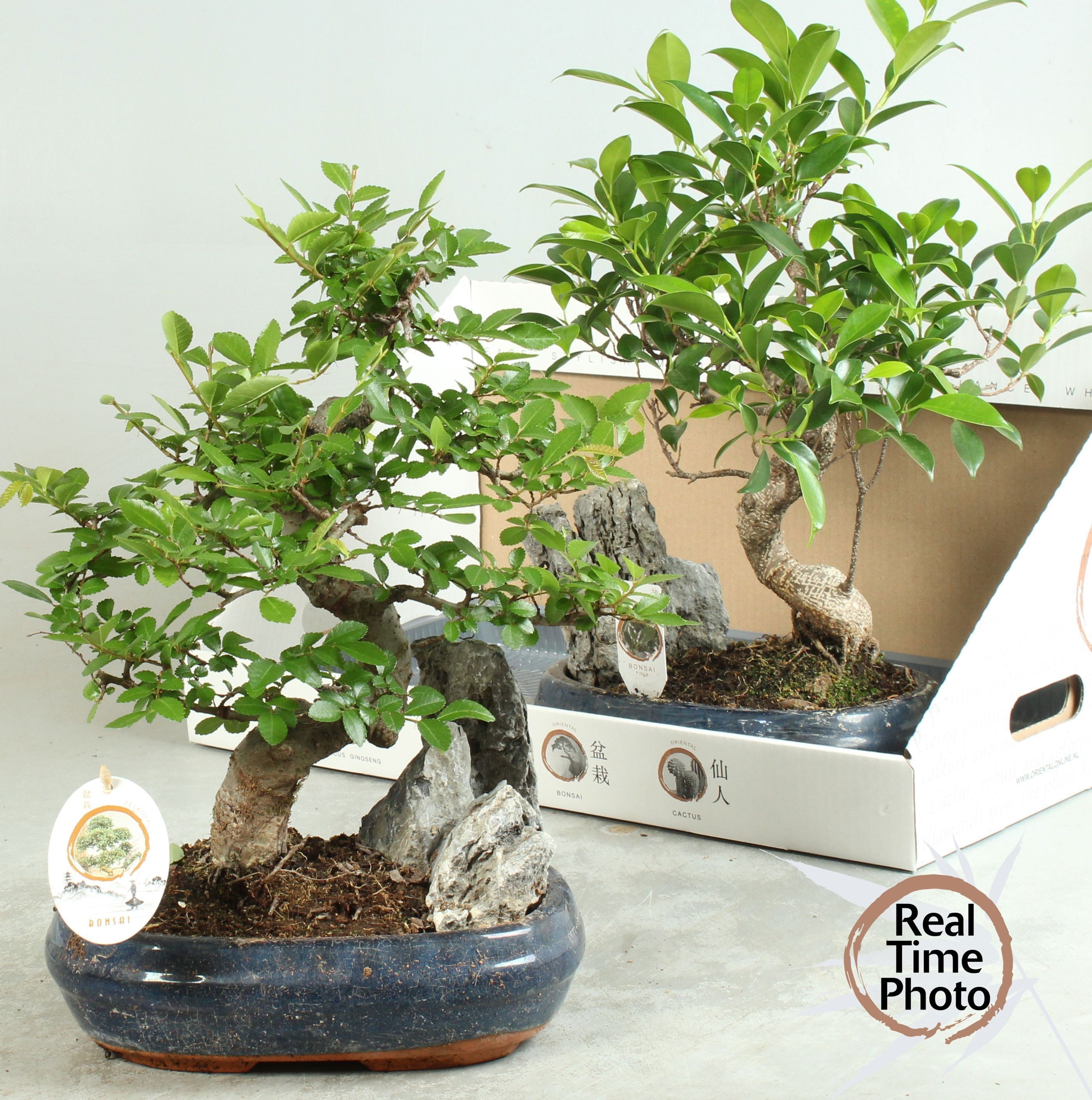 Горшечные цветы и растения оптом Bonsai Gem от 2шт из Голландии с доставкой по России