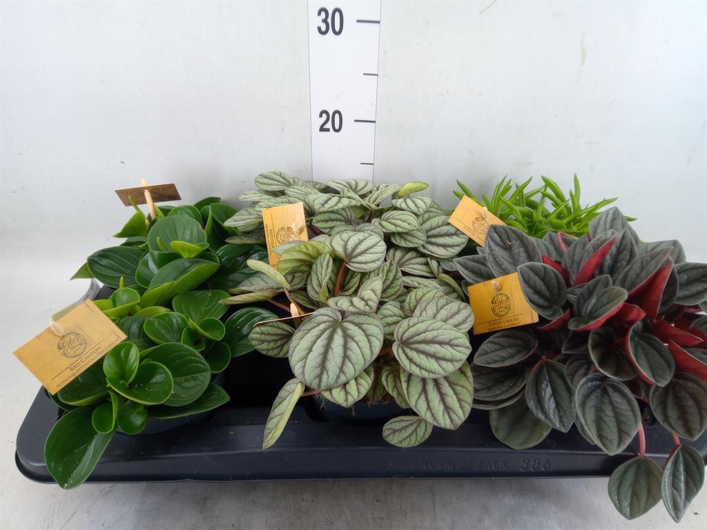 Горшечные цветы и растения оптом Peperomia Mix от 6шт из Голландии с доставкой по России