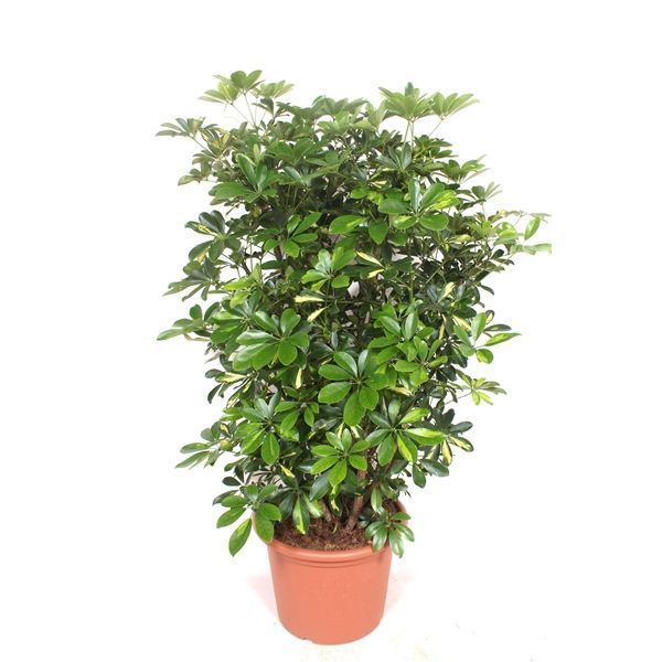 Горшечные цветы и растения оптом Schefflera Gold Capella Bush от 1шт из Голландии с доставкой по России