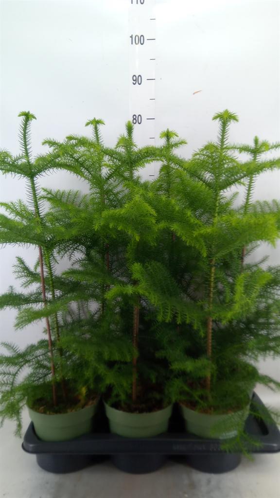 Горшечные цветы и растения оптом Araucaria Heterophylla от 6шт из Голландии с доставкой по России