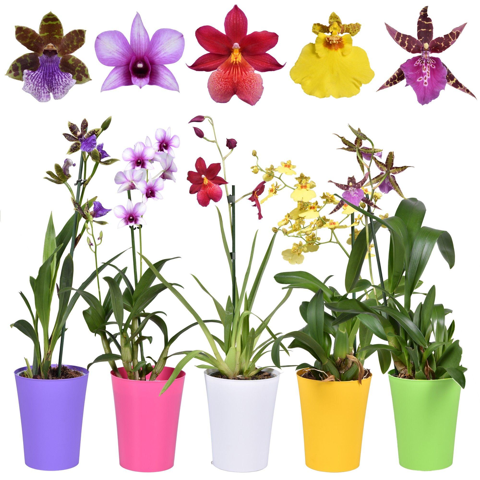 Горшечные цветы и растения оптом Orchid 1st Mix Budget Short In Colour Pot от 6шт из Голландии с доставкой по России