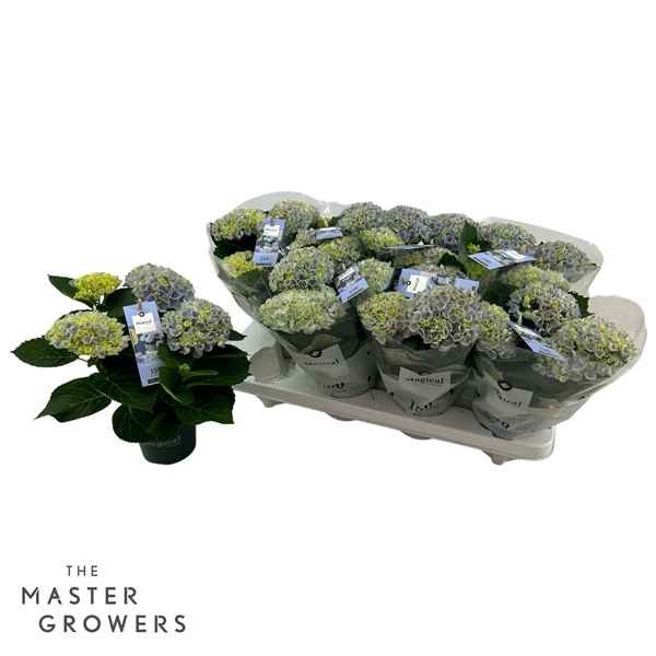 Горшечные цветы и растения оптом Hydrangea Ma Magical Revolution Blue 3+ от 8шт из Голландии с доставкой по России