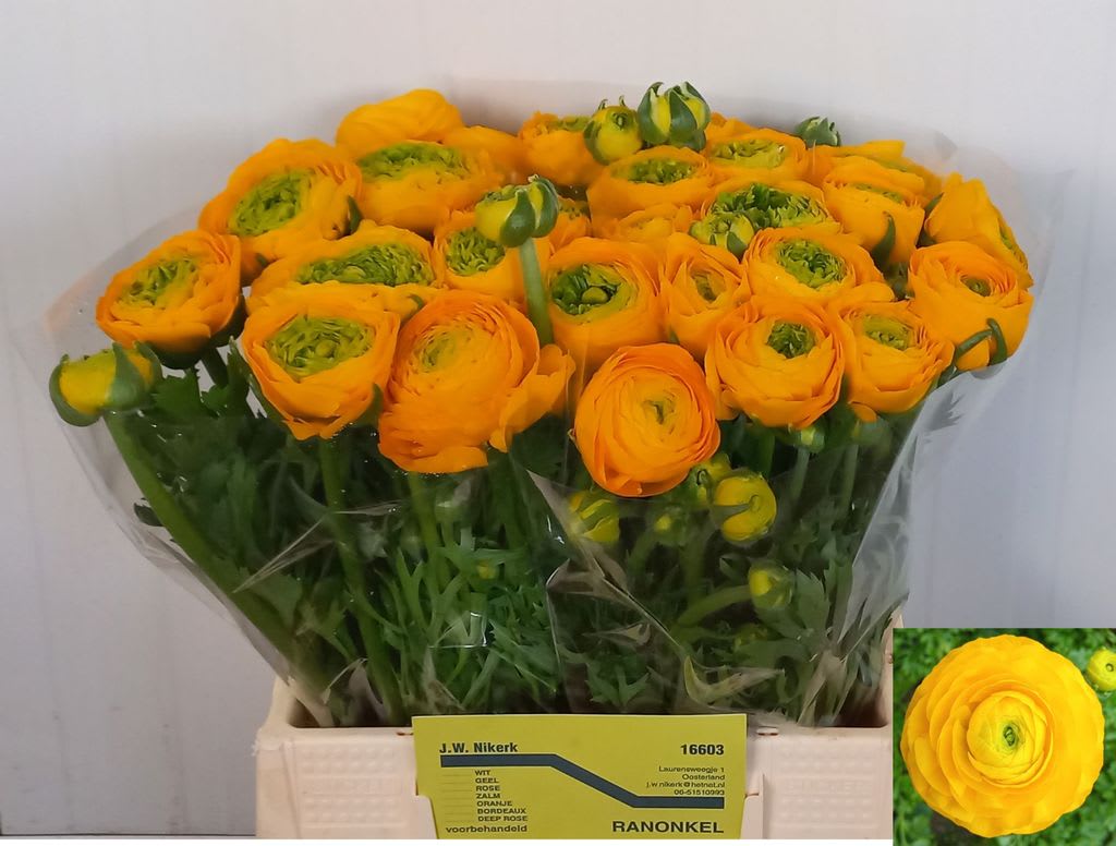 Срезанные цветы оптом Ranunculus elegance yellow от 40шт из Голландии с доставкой по России