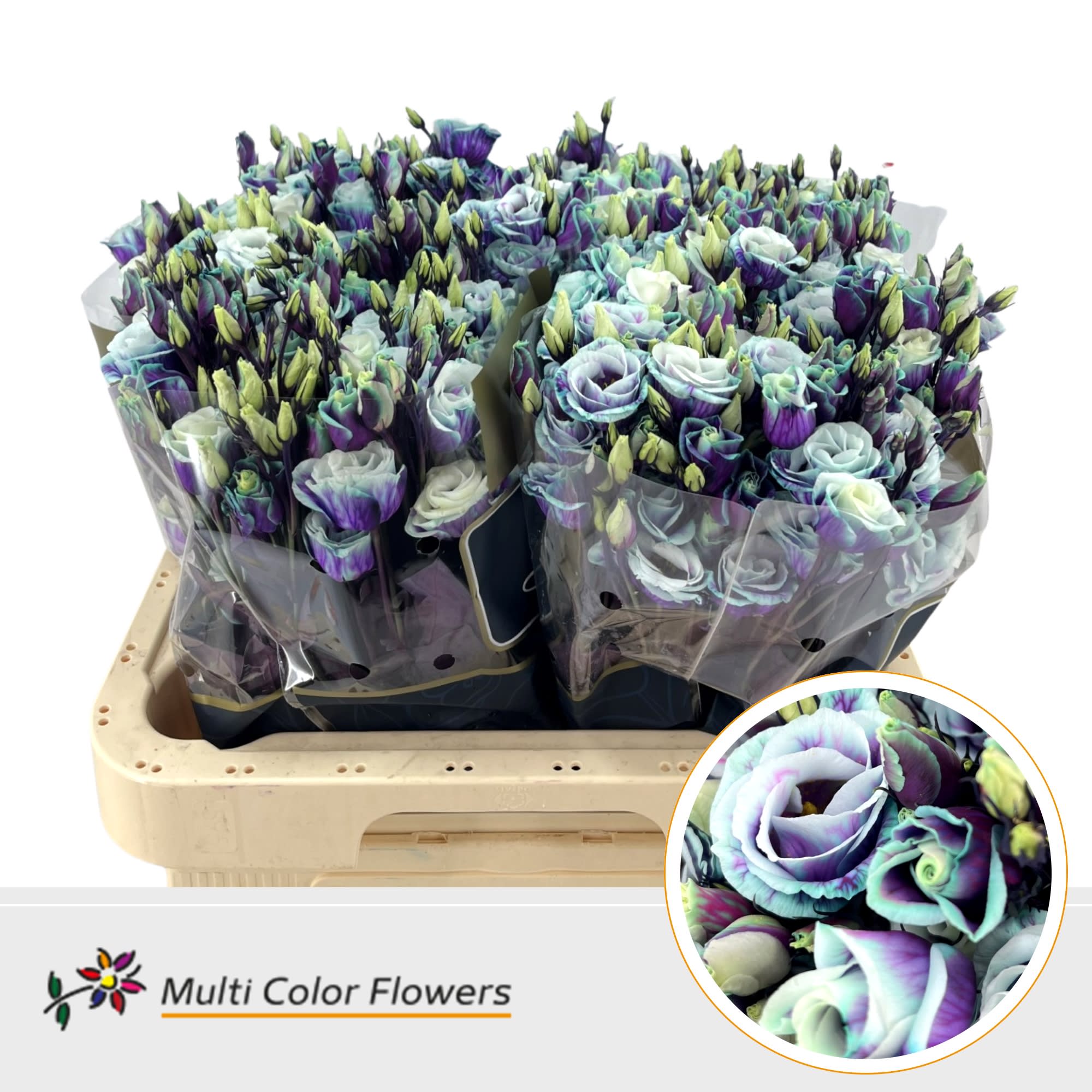 Срезанные цветы оптом Lisianthus do paint milky way от 40шт из Голландии с доставкой по России