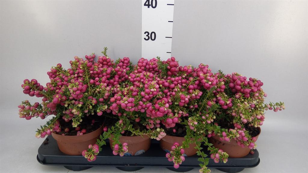 Горшечные цветы и растения оптом Gaultheria ...red Berry от 8шт из Голландии с доставкой по России