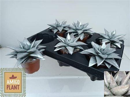 Горшечные цветы и растения оптом Gast Hippo Silver от 6шт (для телеги) из Голландии с доставкой по России