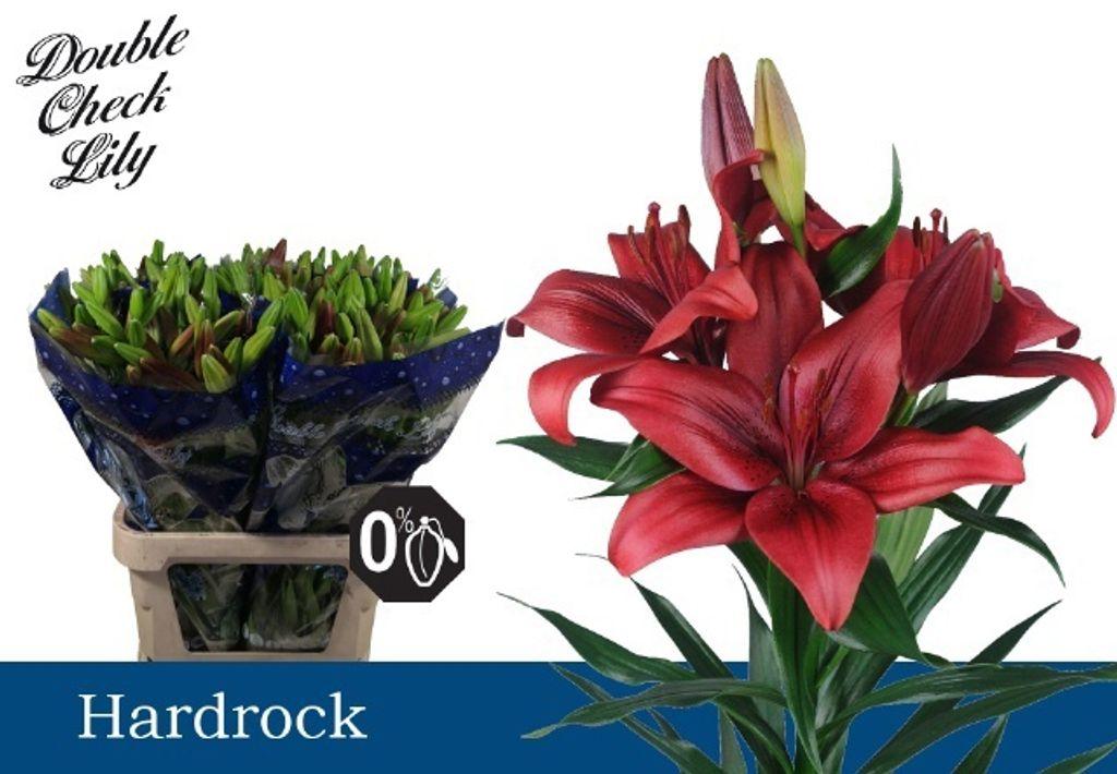 Срезанные цветы оптом Lilium la hardrock от 60шт из Голландии с доставкой по России