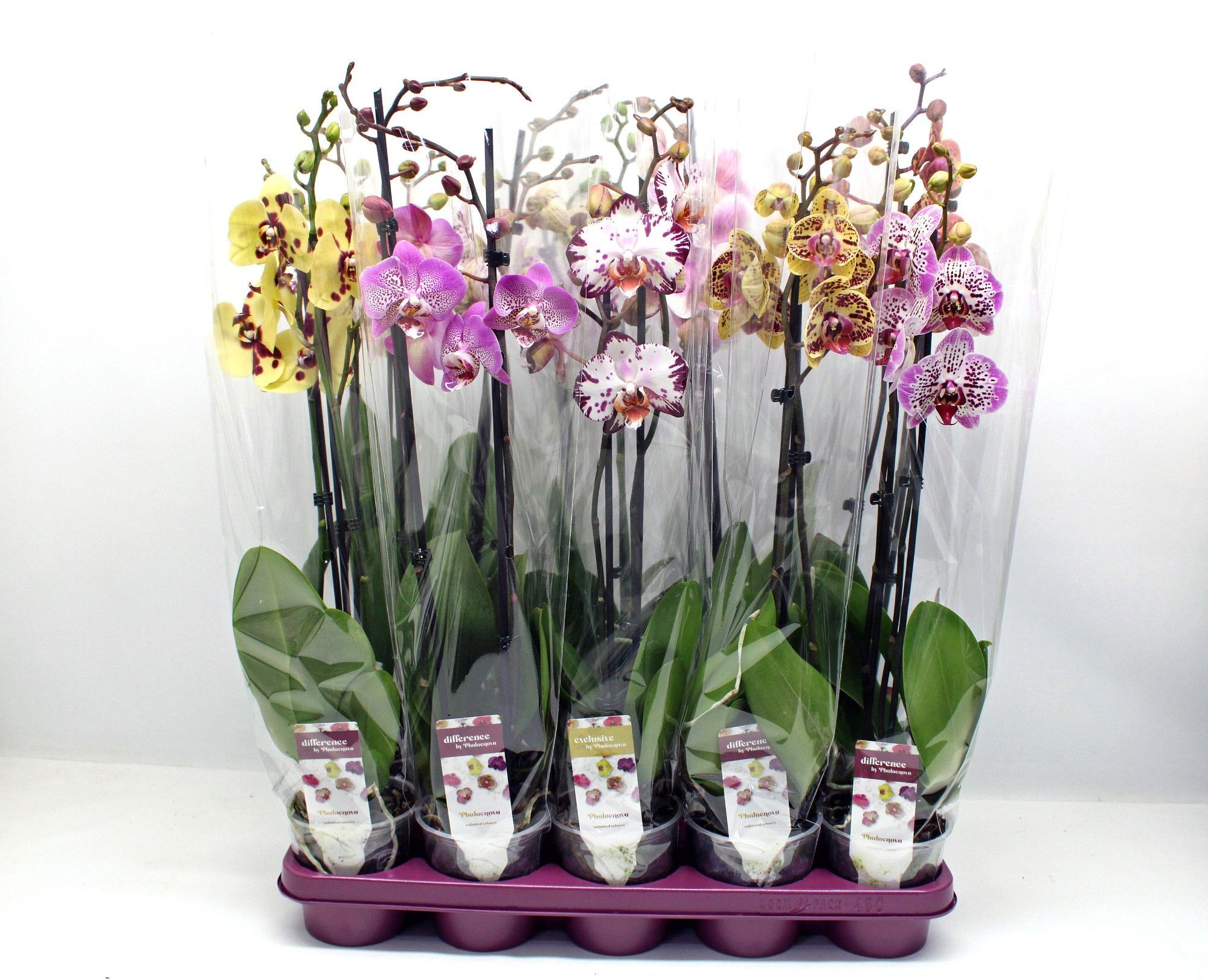 Горшечные цветы и растения оптом Phal 2st Spotted Mix 18+ (phalaenova) от 10шт из Голландии с доставкой по России