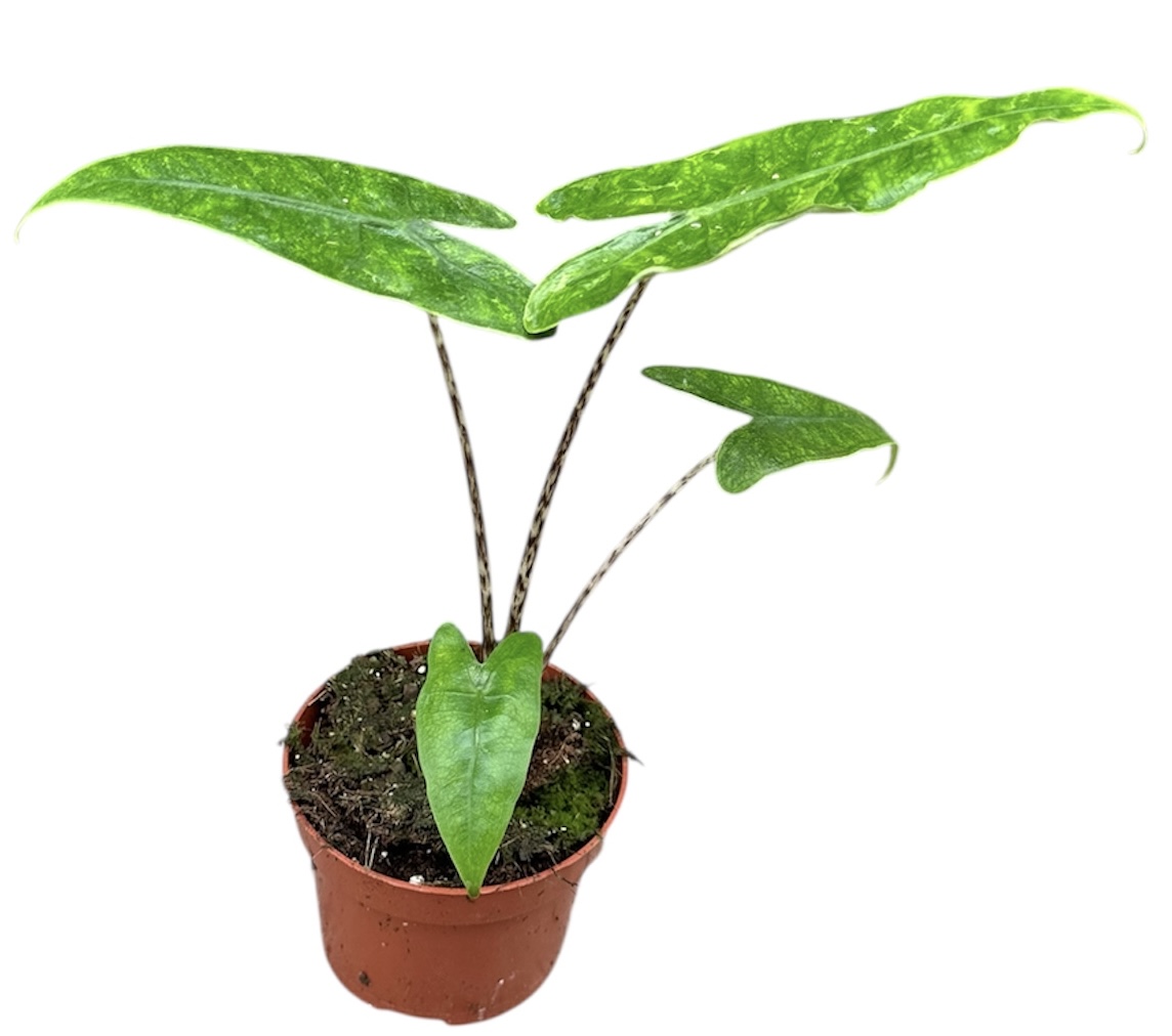 Горшечные цветы и растения оптом Alocasia Reticulata от 1шт (для телеги) из Голландии с доставкой по России