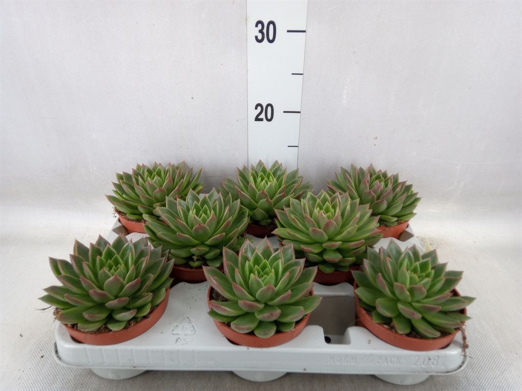 Горшечные цветы и растения оптом Echeveria Agavoides от 8шт из Голландии с доставкой по России