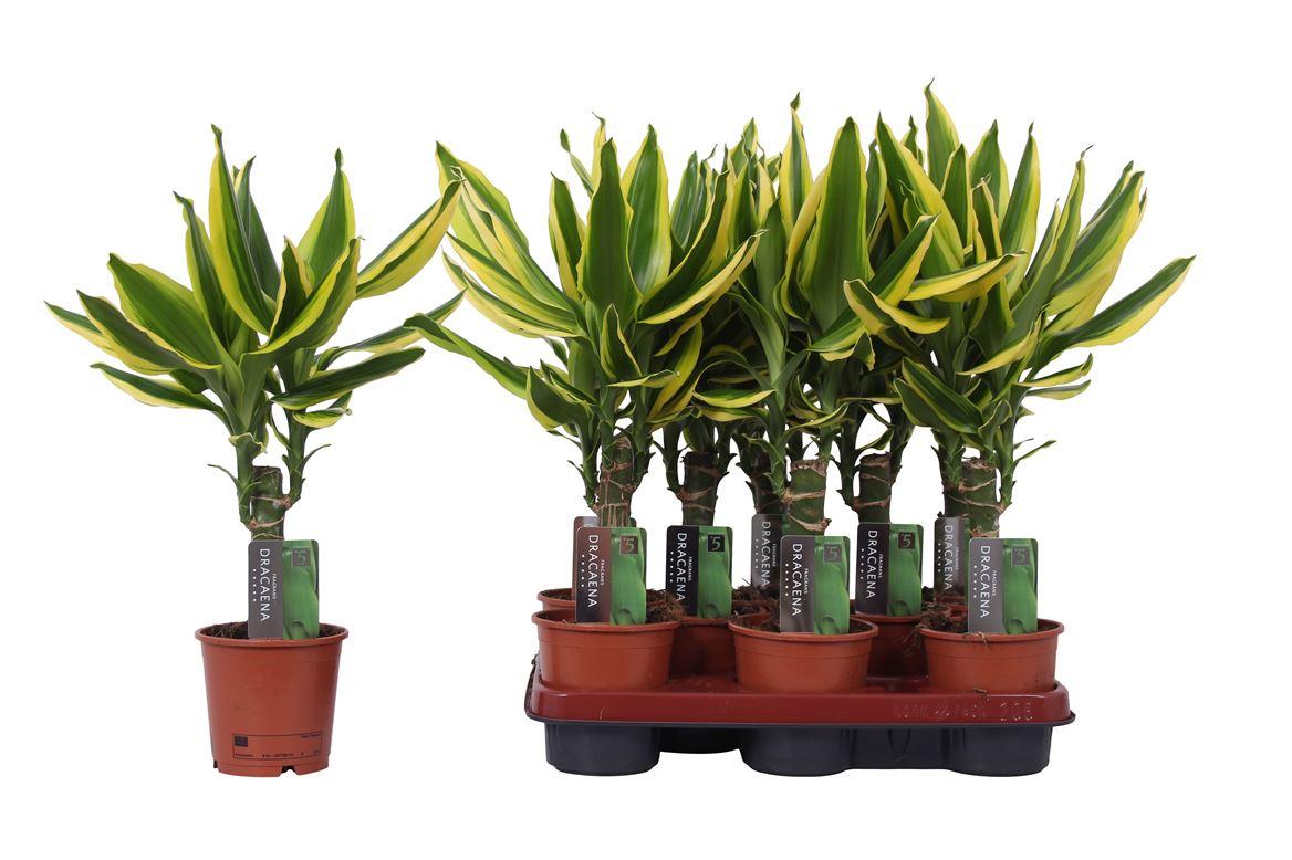 Горшечные цветы и растения оптом Drac Golden King 15cm Stem от 12шт из Голландии с доставкой по России