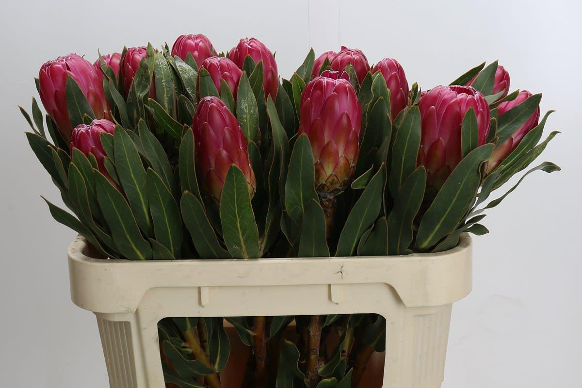 Срезанные цветы оптом Protea brenda от 10шт. из Голландии с доставкой по России