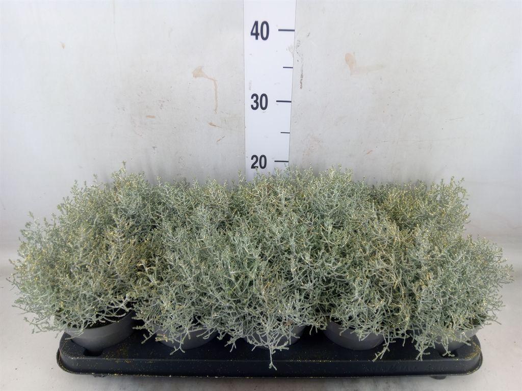 Горшечные цветы и растения оптом Leucophyta Brownii от 10шт из Голландии с доставкой по России