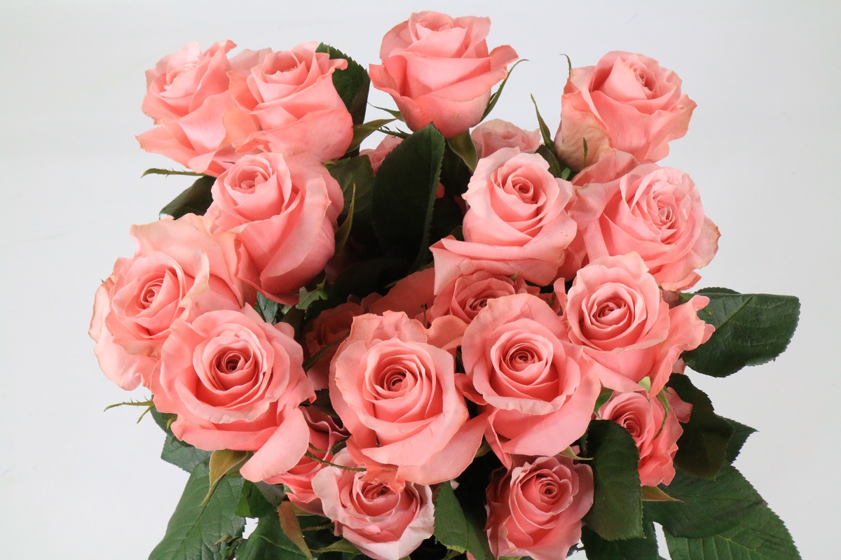 Срезанные цветы оптом Rosa ec be sweet от 125шт из Голландии с доставкой по России