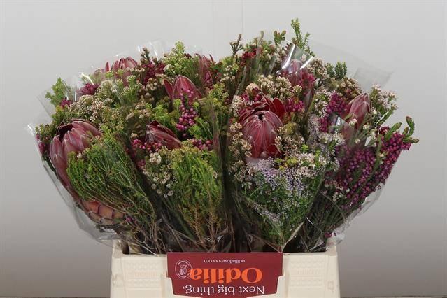 Срезанные цветы оптом Protea bq sfb hybrid от 10шт из Голландии с доставкой по России