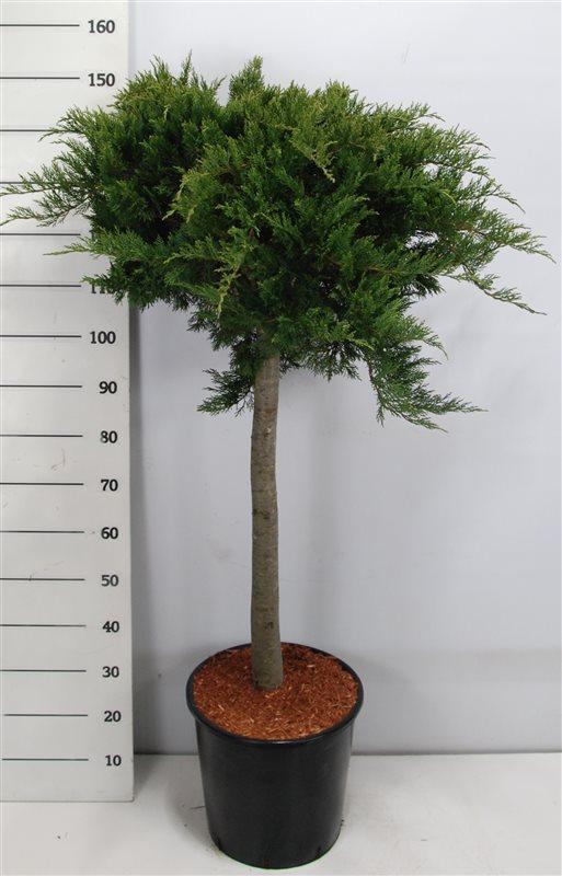 Горшечные цветы и растения оптом Juniperus Sabina Tamariscifolia On Stem от 1шт из Голландии с доставкой по России