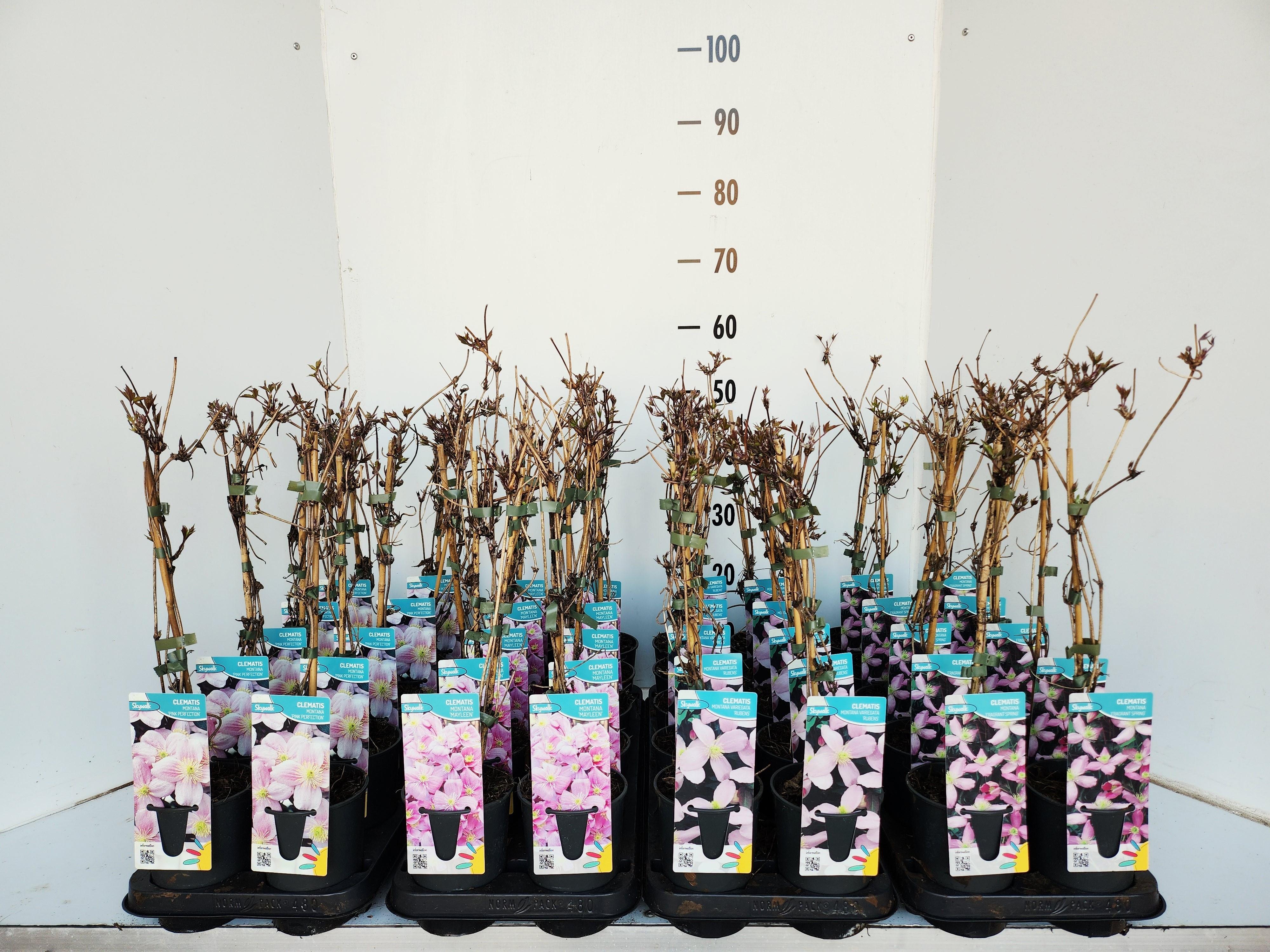 Горшечные цветы и растения оптом Clematis Montana Mix от 10шт из Голландии с доставкой по России