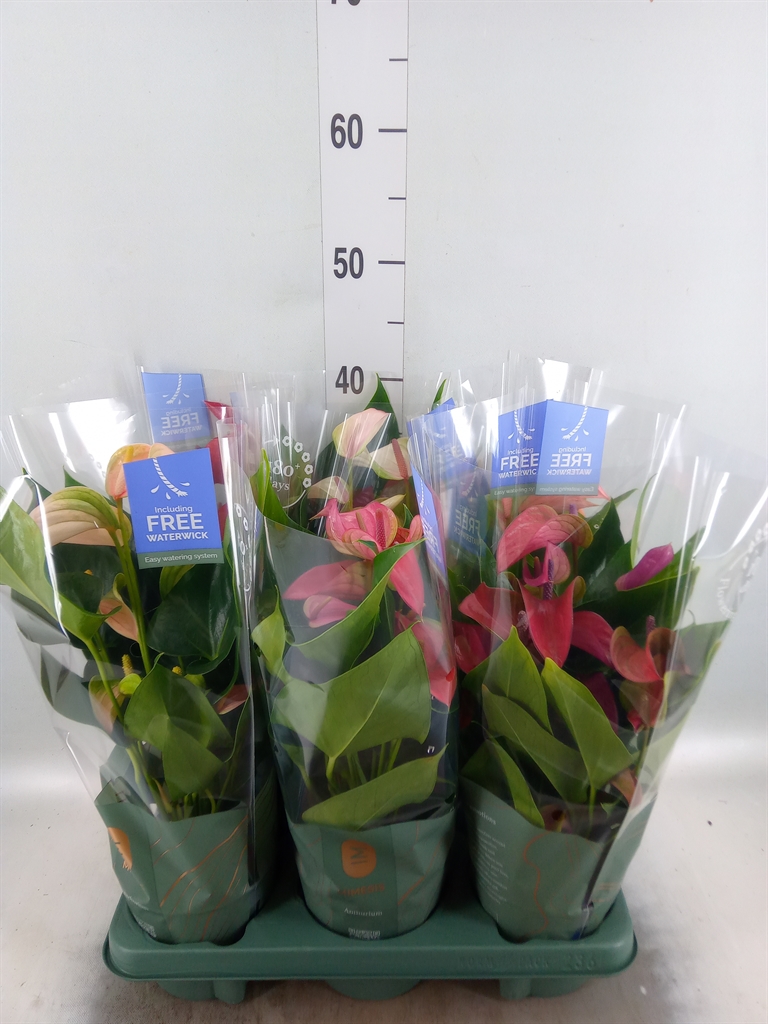 Горшечные цветы и растения оптом Anthurium   ...mix от 6шт из Голландии с доставкой по России