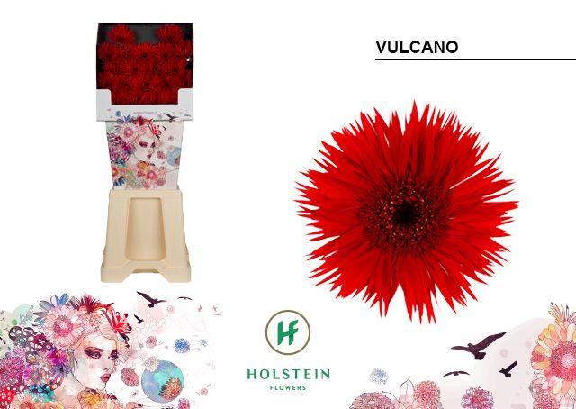 Срезанные цветы оптом Germini diamond gerspider vulcano от 80шт из Голландии с доставкой по России