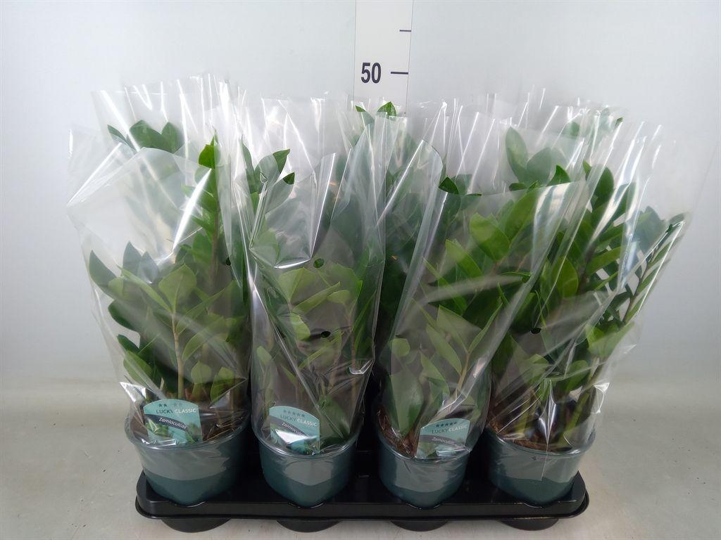 Горшечные цветы и растения оптом Zamioculcas Zamiifolia от 8шт из Голландии с доставкой по России