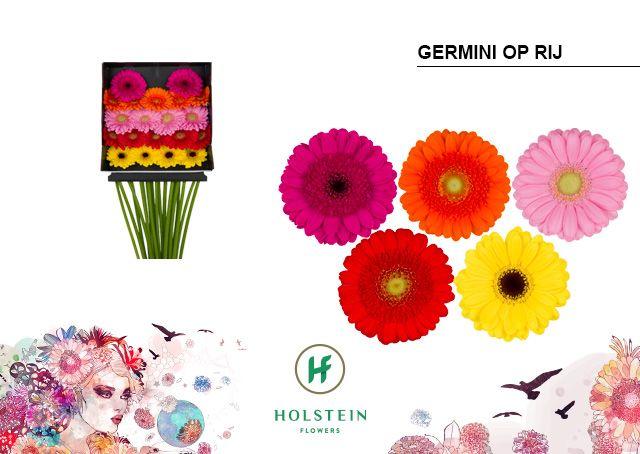 Срезанные цветы оптом Germini diamond mix in row от 20шт. из Голландии с доставкой по России