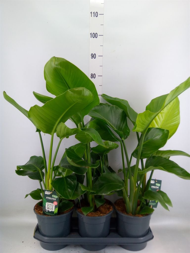 Горшечные цветы и растения оптом Strelitzia Nicolai от 3шт из Голландии с доставкой по России