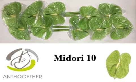 Срезанные цветы оптом Anthurium midori от 10шт из Голландии с доставкой по России