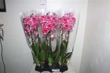 Горшечные цветы и растения оптом Phal El Cascade Fortune Teller 1 Branche 8+ от 6шт из Голландии с доставкой по России