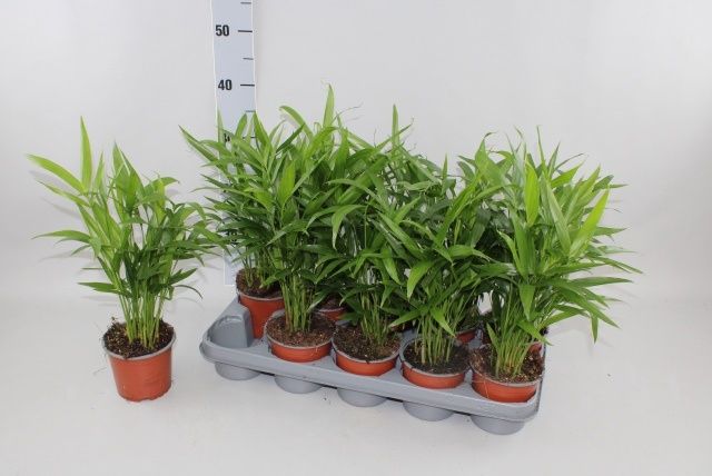 Горшечные цветы и растения оптом Chamaed Cataractarum от 10шт из Голландии с доставкой по России