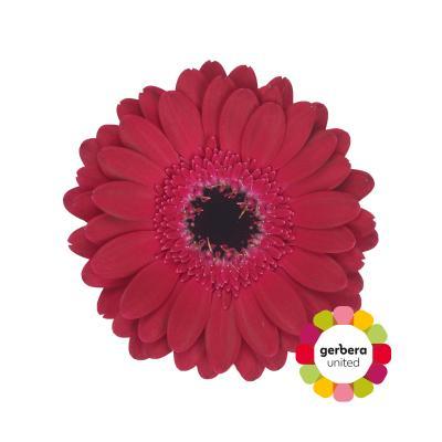 Срезанные цветы оптом Germini diana от 30шт из Голландии с доставкой по России