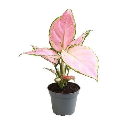 Горшечные цветы и растения оптом Aglaonema Red Zirkon от 12шт (для телеги) из Голландии с доставкой по России Горшечные цветы и растения оптом Aglaonema Red Zirkon от 12шт (для телеги) из Голландии с доставкой по России