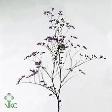 Срезанные цветы оптом Limonium maine blue от 50шт из Голландии с доставкой по России