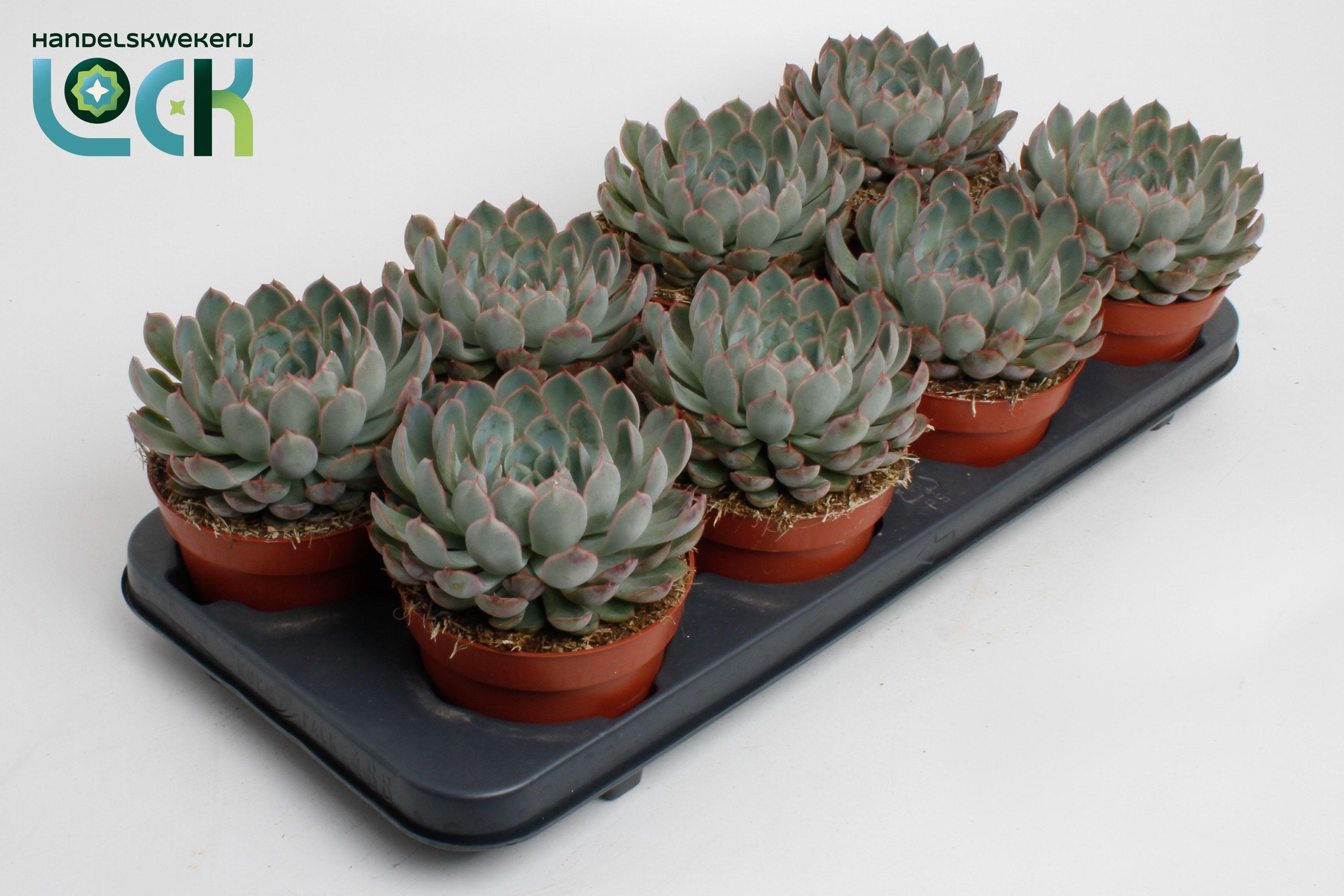 Горшечные цветы и растения оптом Echeveria Pelisuda от 6шт из Голландии с доставкой по России