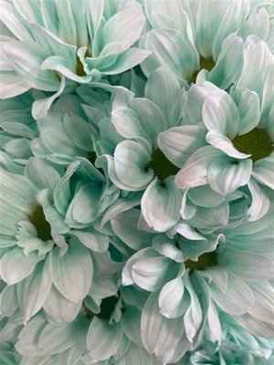 Срезанные цветы оптом Chrys sp paint kennedy pastel mint от 40шт из Голландии с доставкой по России
