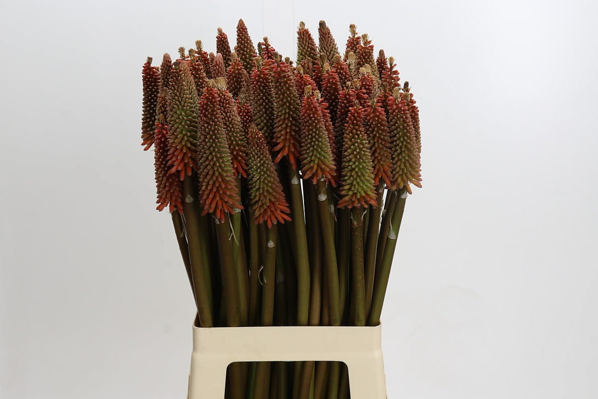 Срезанные цветы оптом Kniphofia alcazar от 80шт из Голландии с доставкой по России