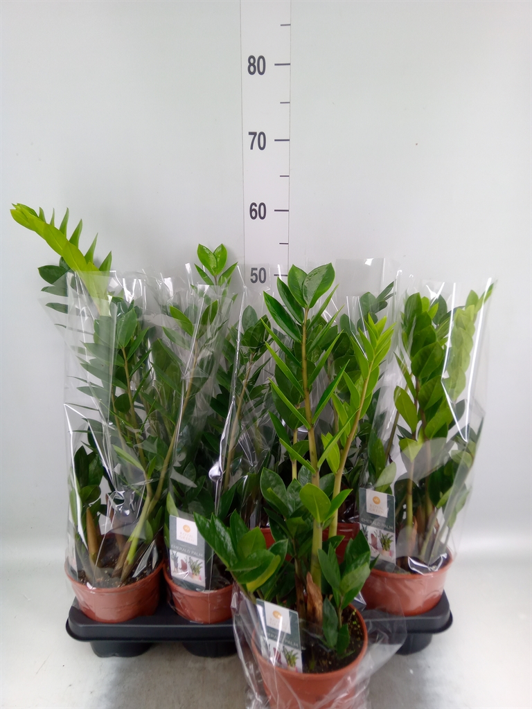 Горшечные цветы и растения оптом Zamioculcas Zamiifolia от 7шт из Голландии с доставкой по России