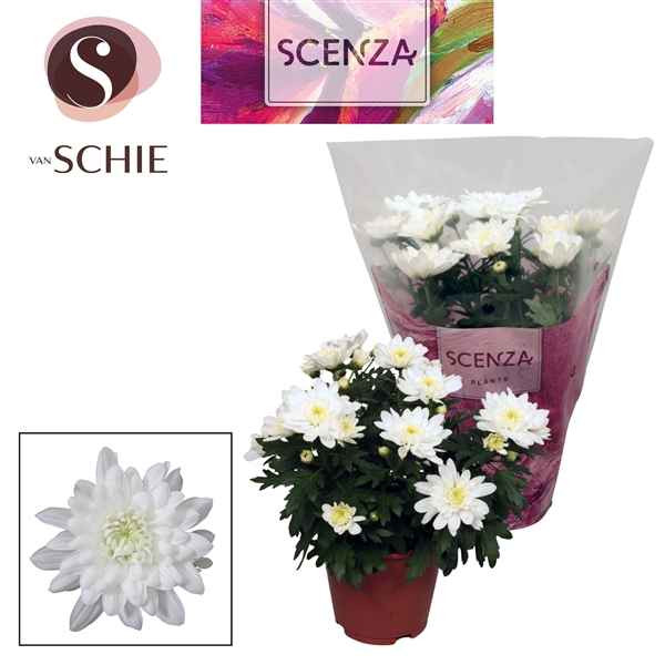 Горшечные цветы и растения оптом Chrys Grandezza Double White (scenza) от 8шт из Голландии с доставкой по России