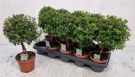 Горшечные цветы и растения оптом Myrtus Com от 10шт из Голландии с доставкой по России