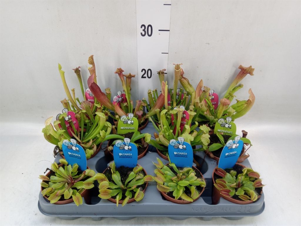 Горшечные цветы и растения оптом Vleesetende Planten от 12шт (для телеги) из Голландии с доставкой по России