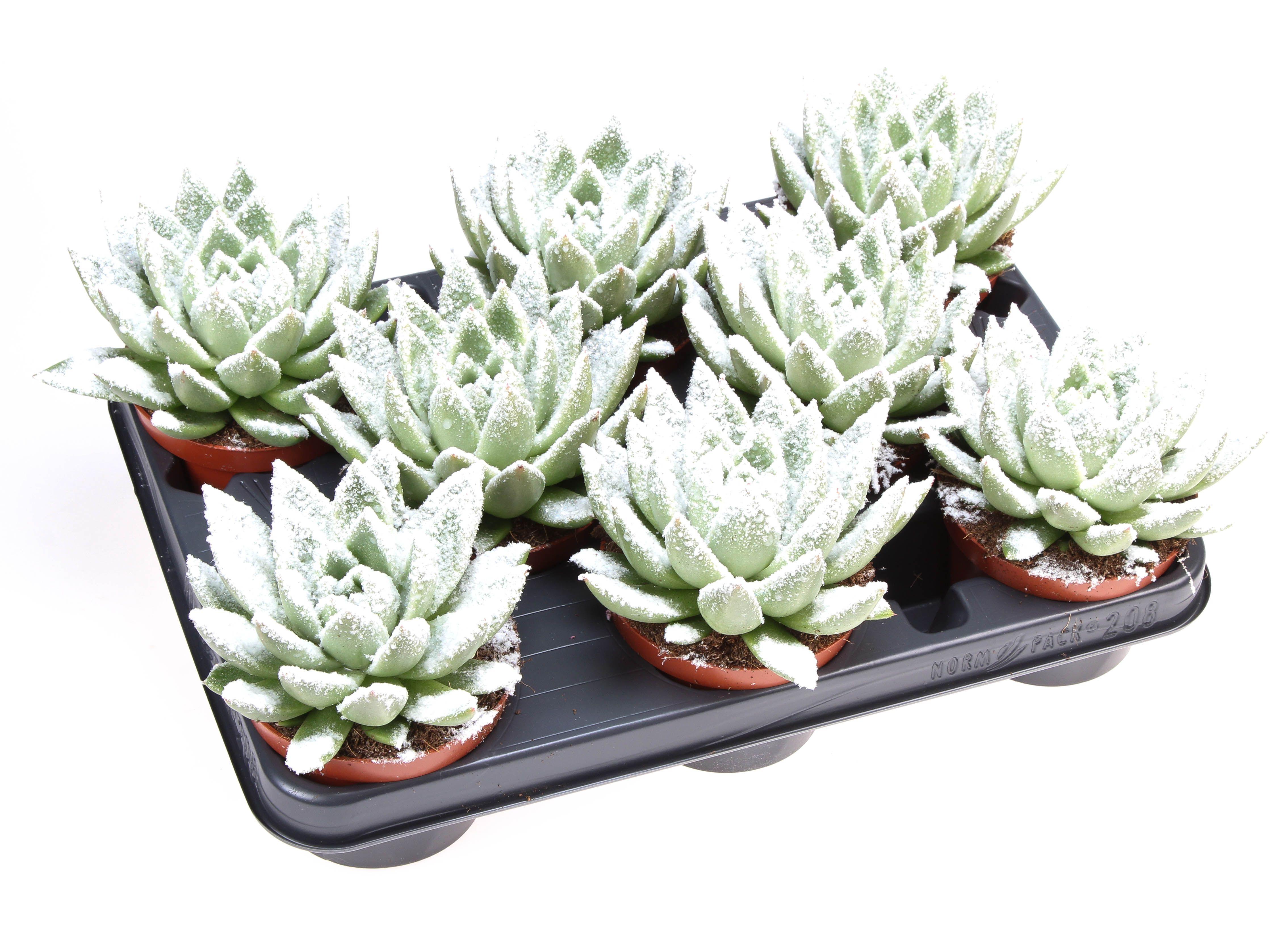 Горшечные цветы и растения оптом Echeveria Miranda Snow от 8шт из Голландии с доставкой по России