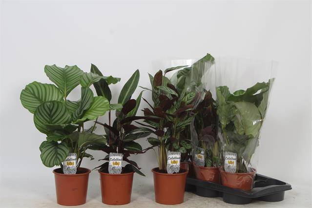 Горшечные цветы и растения оптом Calathea Mix от 6шт из Голландии с доставкой по России