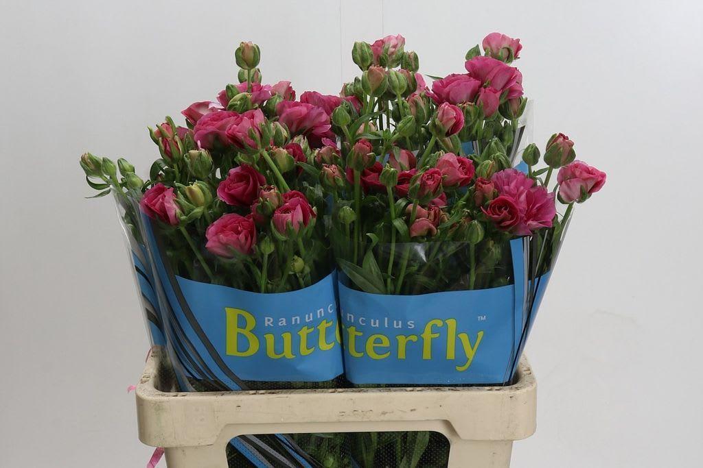 Срезанные цветы оптом Ranunculus butterfly jupiter от 40шт из Голландии с доставкой по России