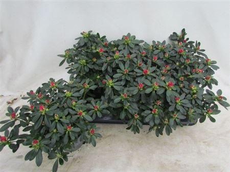 Горшечные цветы и растения оптом Rhodo Si Tosh Paris от 6шт из Голландии с доставкой по России