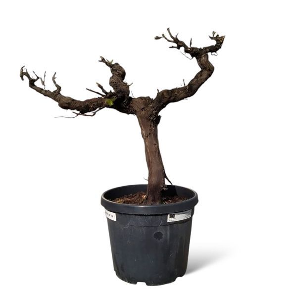 Горшечные цветы и растения оптом Vitis Moscatel (witte Druivenboom) 45 Cm от 1шт из Голландии с доставкой по России