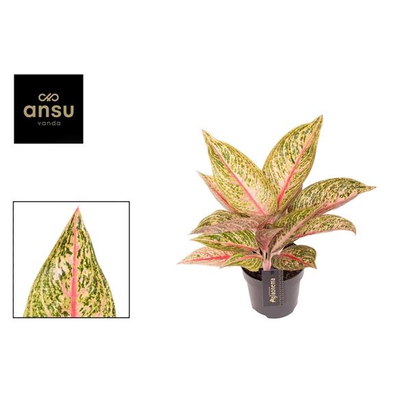 Горшечные цветы и растения оптом Aglaonema Romance Red от 6шт из Голландии с доставкой по России